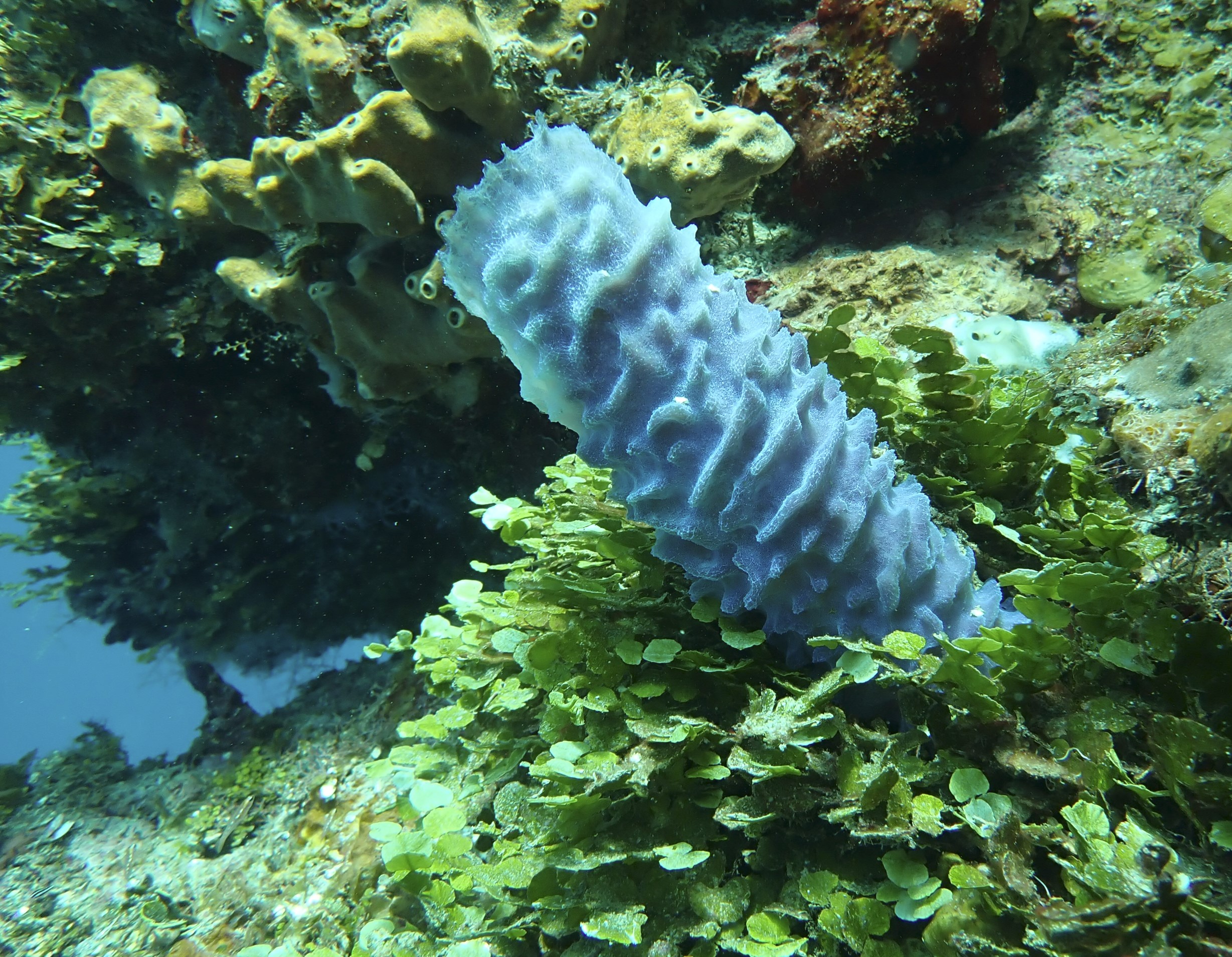 Life Below Sea Level