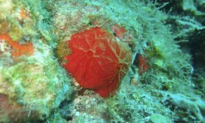 Life Below Sea Level