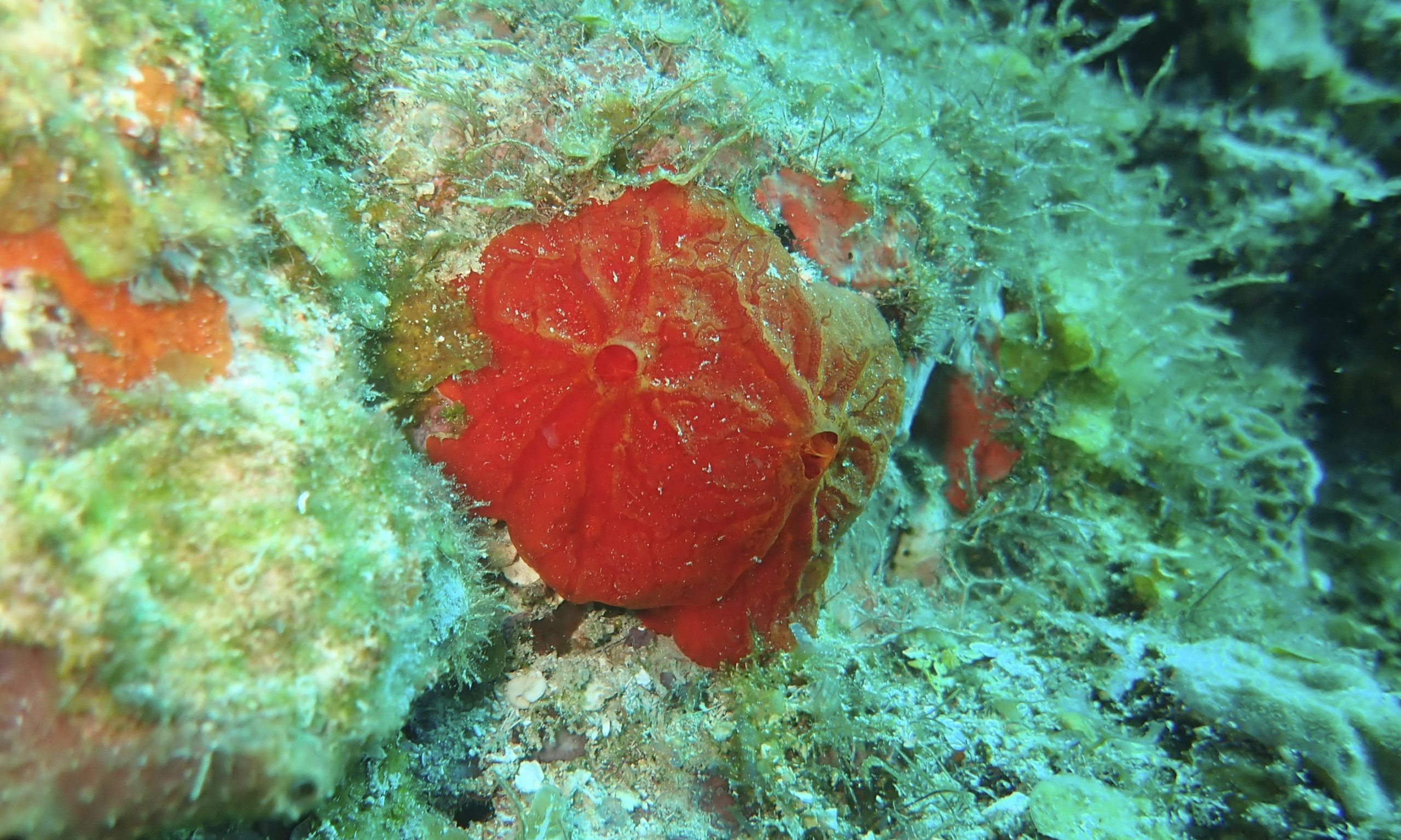 Life Below Sea Level