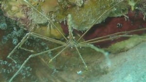 Life Below Sea Level