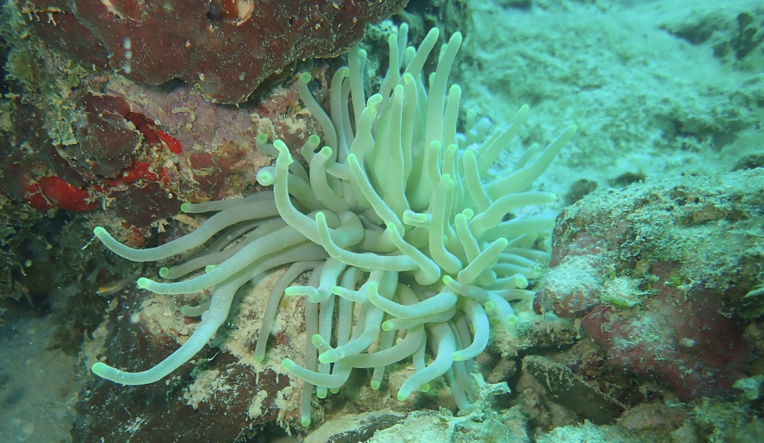 Life Below Sea Level