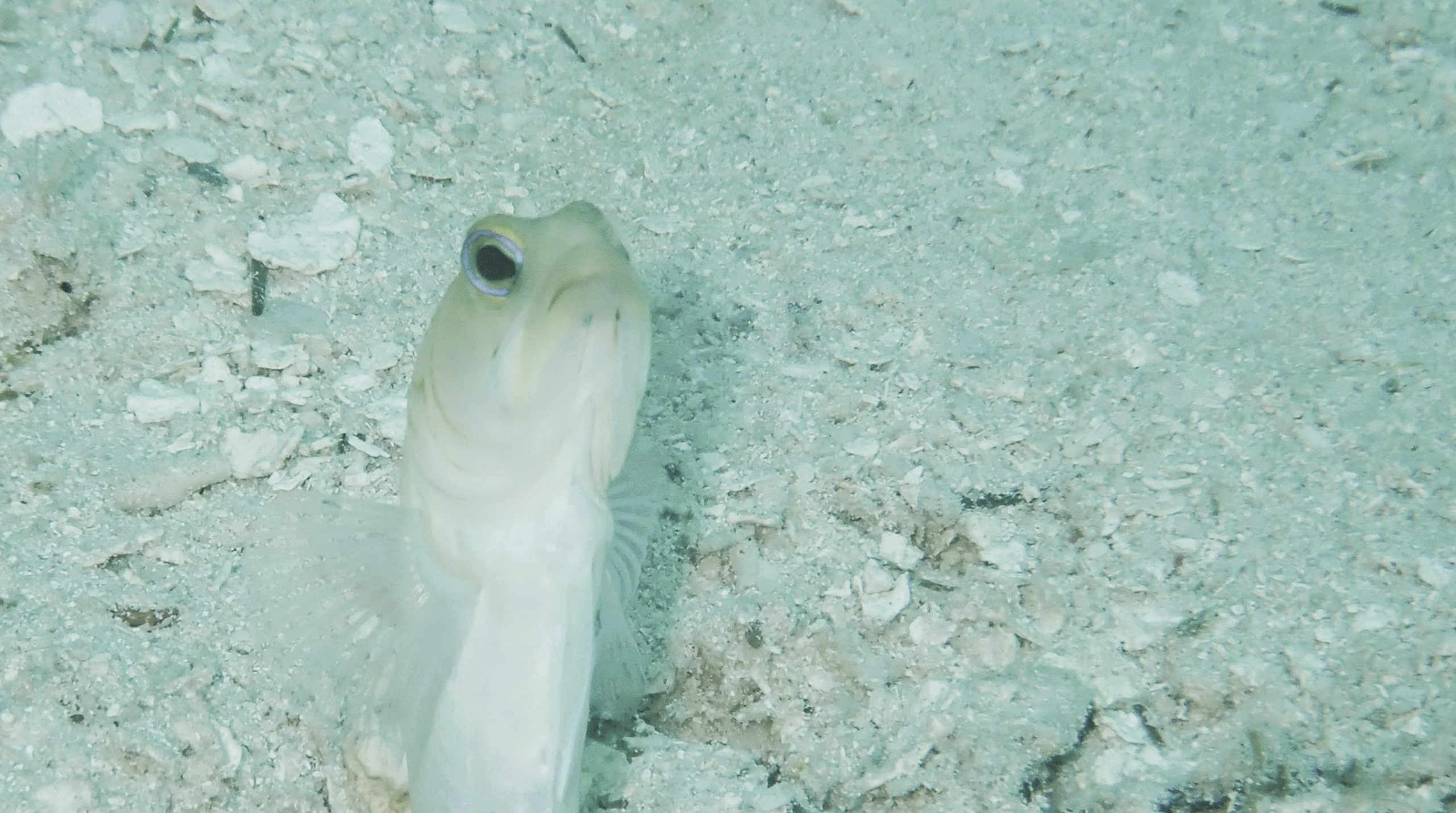 Life Below Sea Level