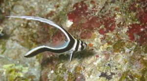 Life Below Sea Level