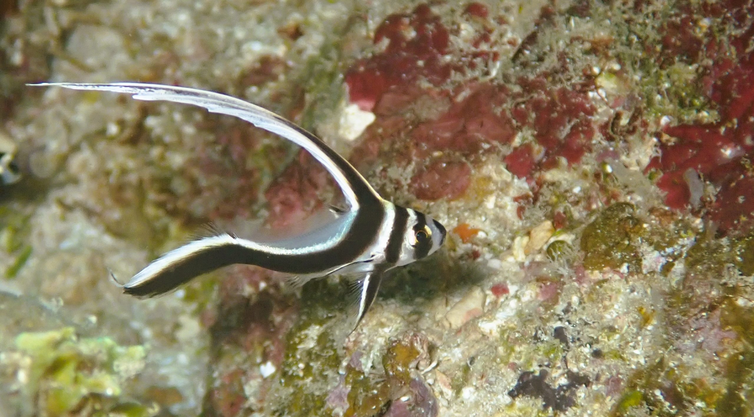 Life Below Sea Level