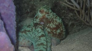 Life Below Sea Level